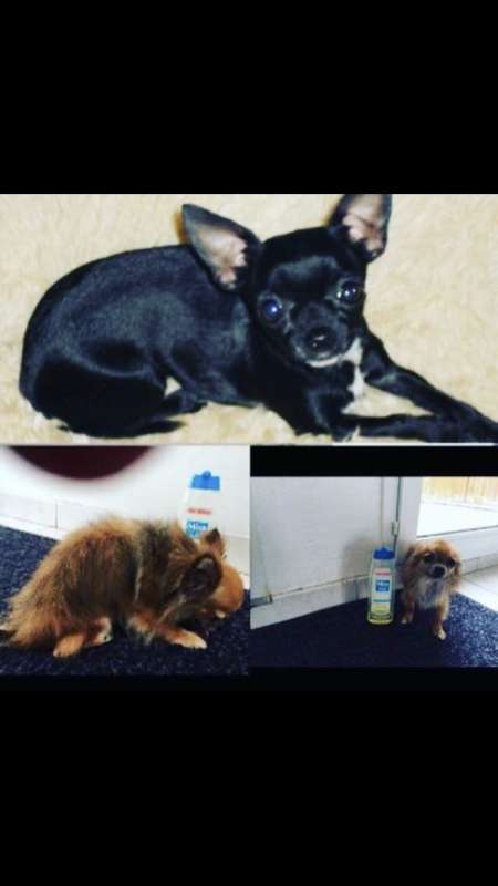 Photo ads/1489000/1489226/a1489226.jpg : Chihuahua miniature 
