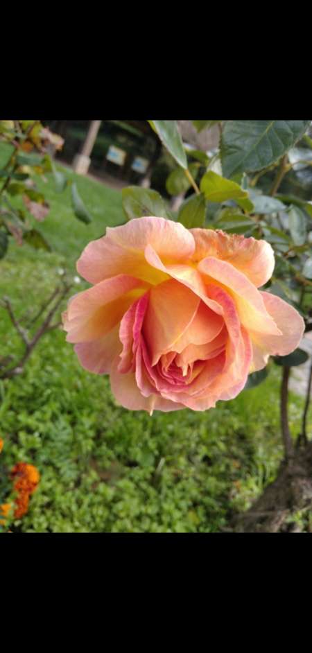 Photo ads/1812000/1812061/a1812061.jpg : Recherche escorte débutante pour suivi