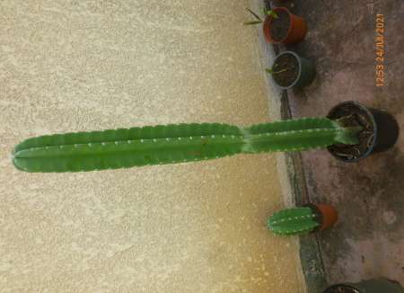 Photo ads/1855000/1855782/a1855782.jpg : Cactus San Pedro 2 mètres (chamanes prse retrouver