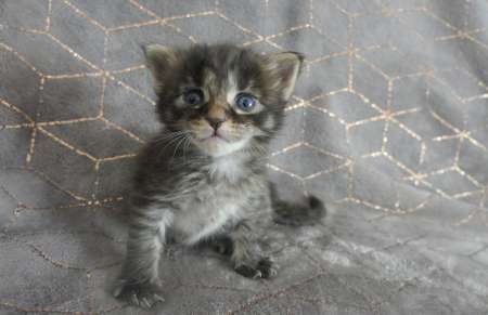 Photo ads/1951000/1951682/a1951682.jpg : Chatons Maine coon