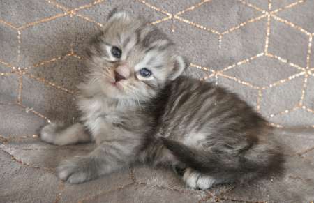 Photo ads/1951000/1951701/a1951701.jpg : Chatons maine coon loof