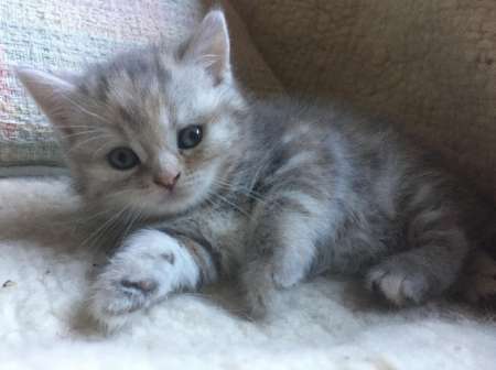 Photo ads/1953000/1953101/a1953101.jpg : Chatons exceptionnels Britisht shorthair