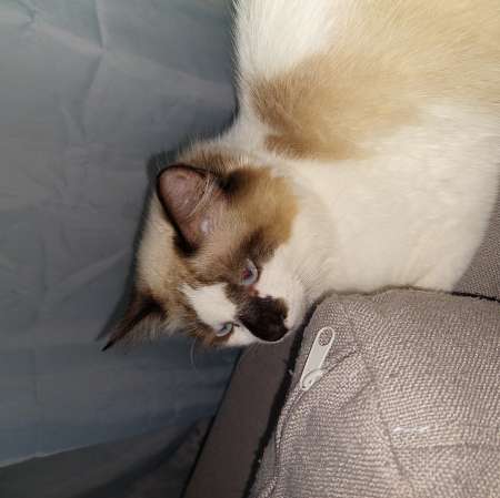 Photo ads/1965000/1965353/a1965353.jpg : Donne chaton