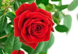 Photo ads/1971000/1971147/a1971147.jpg : massage jeune femme