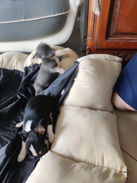 Photo ads/2020000/2020809/a2020809.jpg : Type chihuahua