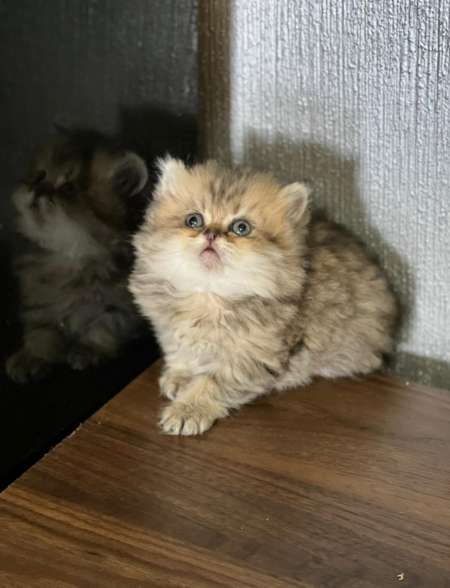 Photo ads/2024000/2024230/a2024230.jpg : Vend chaton persan chinchilla