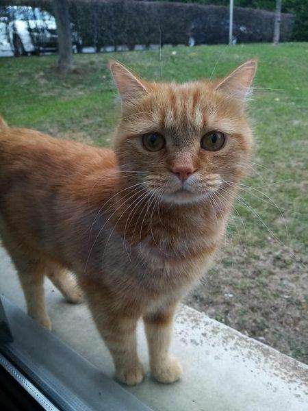 Photo ads/2032000/2032470/a2032470.jpg : Service de Garde D'animaux de compagnie