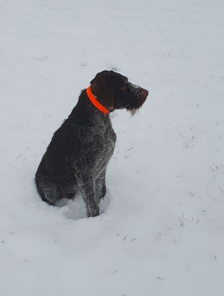 Photo ads/2152000/2152164/a2152164.png : DONNE CHIEN