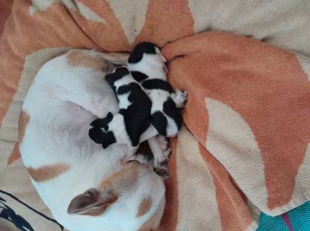 Photo ads/2168000/2168166/a2168166.jpg : MAGNIFIQUES CHIHUAHUAS NOIR ET BLANC