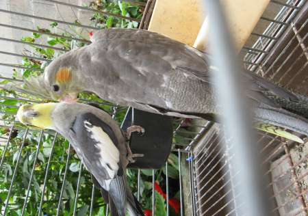 Photo ads/2204000/2204556/a2204556.jpg : couple reproducteur de calopsittes