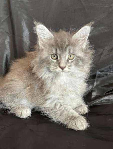 Photo ads/2206000/2206953/a2206953.jpg : Chaton Maine coon
