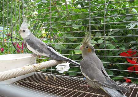 Photo ads/2208000/2208292/a2208292.jpg : couple reproducteur de perruches calopsitte