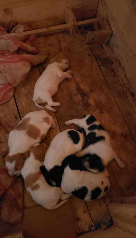 Photo ads/2212000/2212688/a2212688.jpg : Chiots Épagneul Breton de race pur