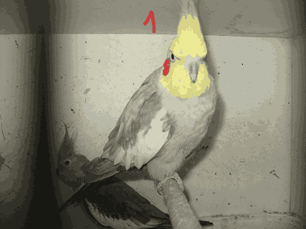 Photo ads/2217000/2217504/a2217504.png : perruches calopsittes