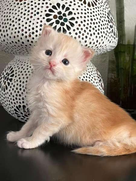 Photo ads/2226000/2226750/a2226750.jpg : Chatons Maine coon