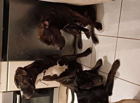 Photo ads/2239000/2239507/a2239507.jpg : American Staff