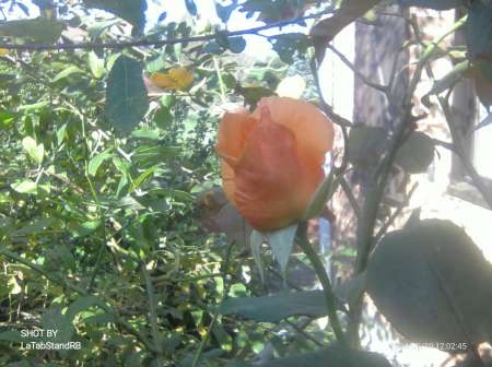 Photo ads/2260000/2260412/a2260412.jpg : Homme recherche couple mari candauliste