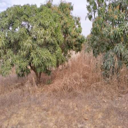 Photo ads/2263000/2263593/a2263593.jpg : Terrain agricole de 2 m² à Notto Gouy Diama