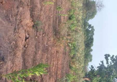 Photo ads/2264000/2264197/a2264197.jpg : Terrain agricole de 01 hectare vers Sédhiou