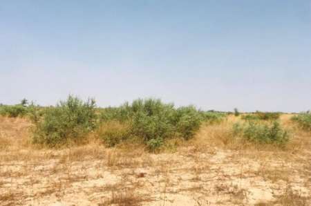 Photo ads/2274000/2274082/a2274082.jpg : Terrain agricole de 1,65 ha à Cherif Lo