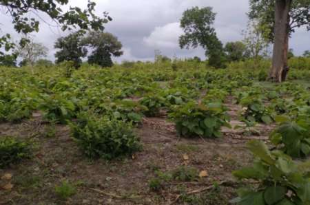 Photo ads/2369000/2369824/a2369824.jpg : Terrain agricole de 5505 m² vers Niamone