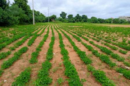 Photo ads/2374000/2374412/a2374412.jpg : Terrain agricole 8555 m² vers Keur Moussa