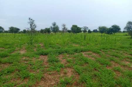 Photo ads/2374000/2374434/a2374434.jpg : Terrain agricole de 7089 m² vers Dalla Ngabou