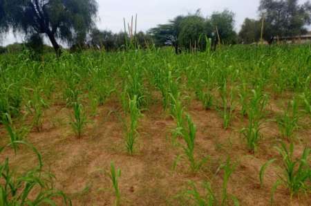 Photo ads/2374000/2374437/a2374437.jpg : Terrain agricole de 5804 m² vers Dalla Ngabou