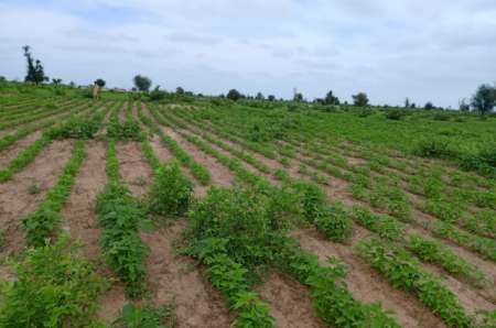 Photo ads/2374000/2374442/a2374442.jpg : Terrain agricole de 1,54 ha vers Nghaye