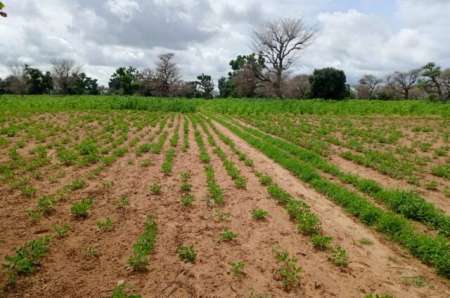 Photo ads/2374000/2374456/a2374456.jpg : Terrain agricole 1,55 ha vers Notto Diobass