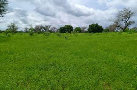 Photo ads/2374000/2374460/a2374460.jpg : Terrain agricole 8579 m² vers Notto Diobass