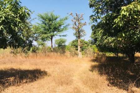 Photo ads/2375000/2375094/a2375094.jpg : Verger agricole de 3975 m² vers Notto Diobass