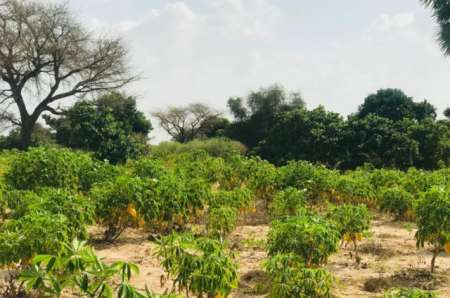 Photo ads/2375000/2375104/a2375104.jpg : Terrain agricole de 4981 m² vers Pire