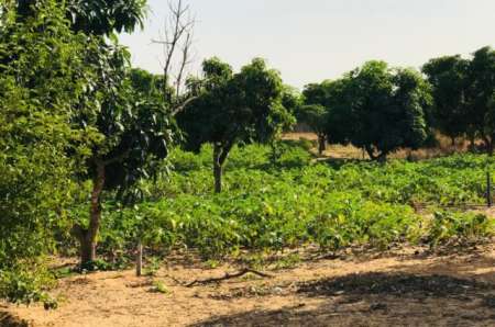 Photo ads/2375000/2375116/a2375116.jpg : Ferme agricole de 3,70 ha vers Diender