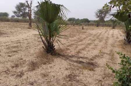 Photo ads/2375000/2375135/a2375135.jpg : Terrain agricole de 9012 m² vers Notto Diobass