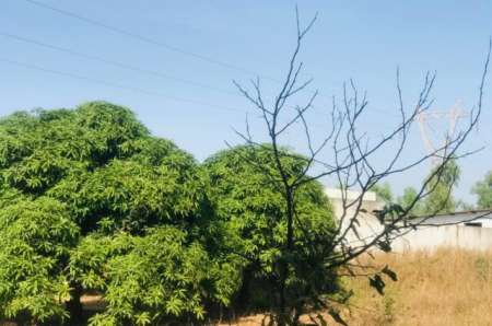 Photo ads/2375000/2375141/a2375141.jpg : Verger agricole de 3,50 ha vers Diender