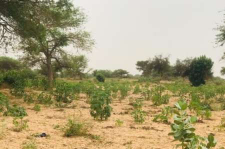 Photo ads/2375000/2375143/a2375143.jpg : Terrain agricole de 2 ha vers Méouane