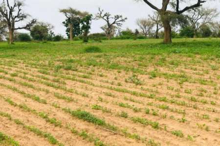 Photo ads/2375000/2375148/a2375148.jpg : Terrain agricole de 1,79 ha vers Tassette