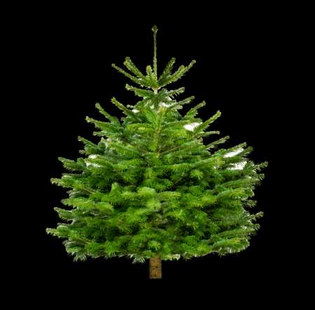 Photo ads/2375000/2375202/a2375202.png :  SAPIN NATUREL