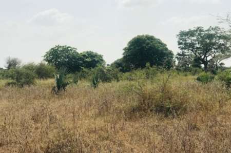 Photo ads/2376000/2376126/a2376126.jpg : Terrain agricole de 1 ha vers Pire