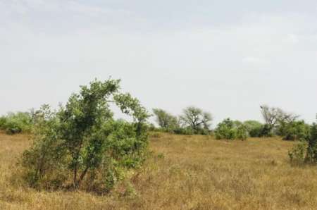 Photo ads/2376000/2376128/a2376128.jpg : Terrain agricole de 2 ha vers Koul