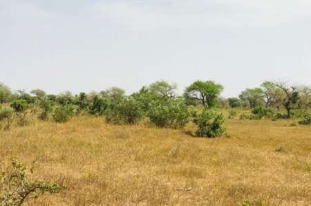 Photo ads/2376000/2376129/a2376129.jpg : Terrain agricole de 1 ha vers Koul