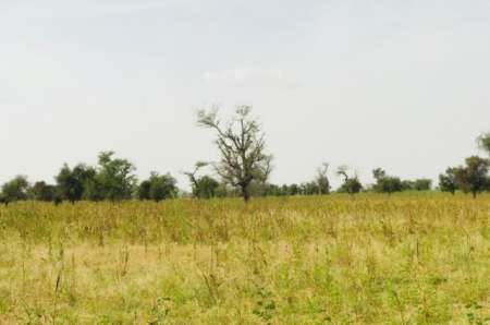 Photo ads/2376000/2376140/a2376140.jpg : Terrain agricole 4 ha vers Dalla Ngabou