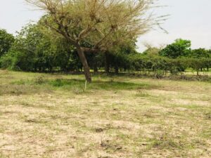 Photo ads/2377000/2377765/a2377765.jpg : Verger agricole de 9983 m² vers Diender