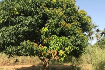 Photo ads/2377000/2377781/a2377781.jpg : Verger agricole de 9051 m² vers Fimela