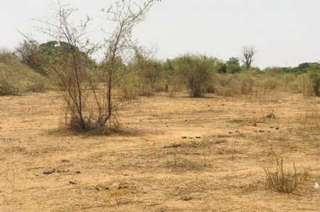 Photo ads/2378000/2378406/a2378406.jpg : Verger agricole de 1,16 ha vers Sindia