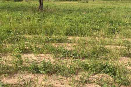 Photo ads/2378000/2378695/a2378695.jpg : Terrain agricole de 4 ha vers Diamniadio