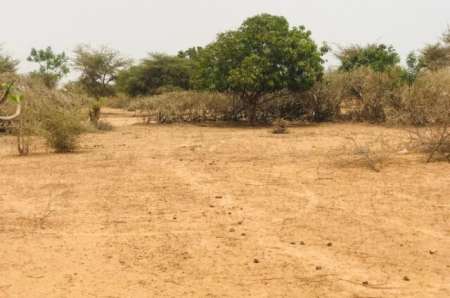 Photo ads/2378000/2378710/a2378710.jpg : Verger agricole de 5047 m² vers Sindia