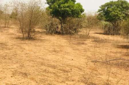 Photo ads/2378000/2378720/a2378720.jpg : Verger agricole de1,44 ha vers Sindia