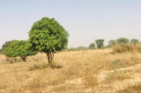 Photo ads/2400000/2400288/a2400288.jpg : Verger agricole de 1,33 ha vers Méouane